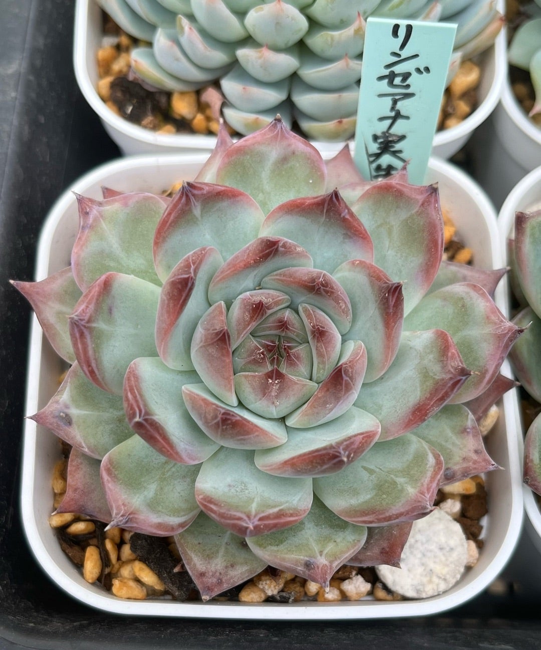 室内管理 外管理 臼田リンゼアナの自家受粉 ふっくらした種？ | 無職