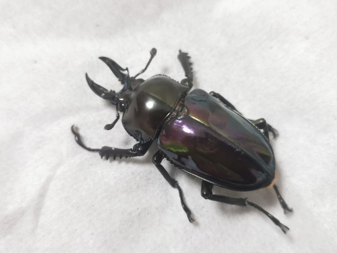 441 【 雌雄モザイク個体は、祖父似だった 】うん、似てる。ニジイロ