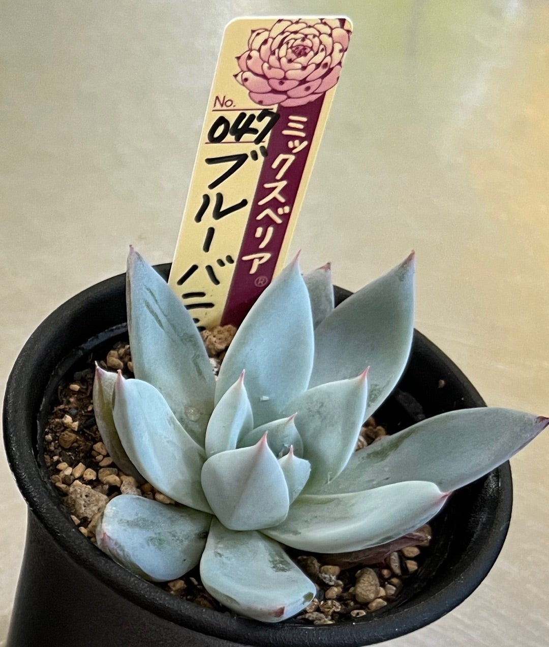 047【ブルーバニラ】おらいさん苗 ミックスベリア 成長記録 多肉植物