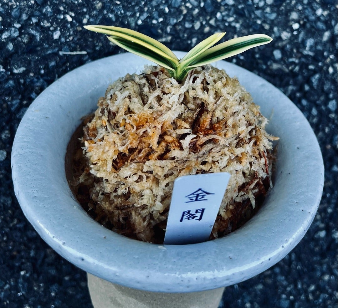 富貴蘭【金閣】 | 富貴蘭を楽しんでブログ