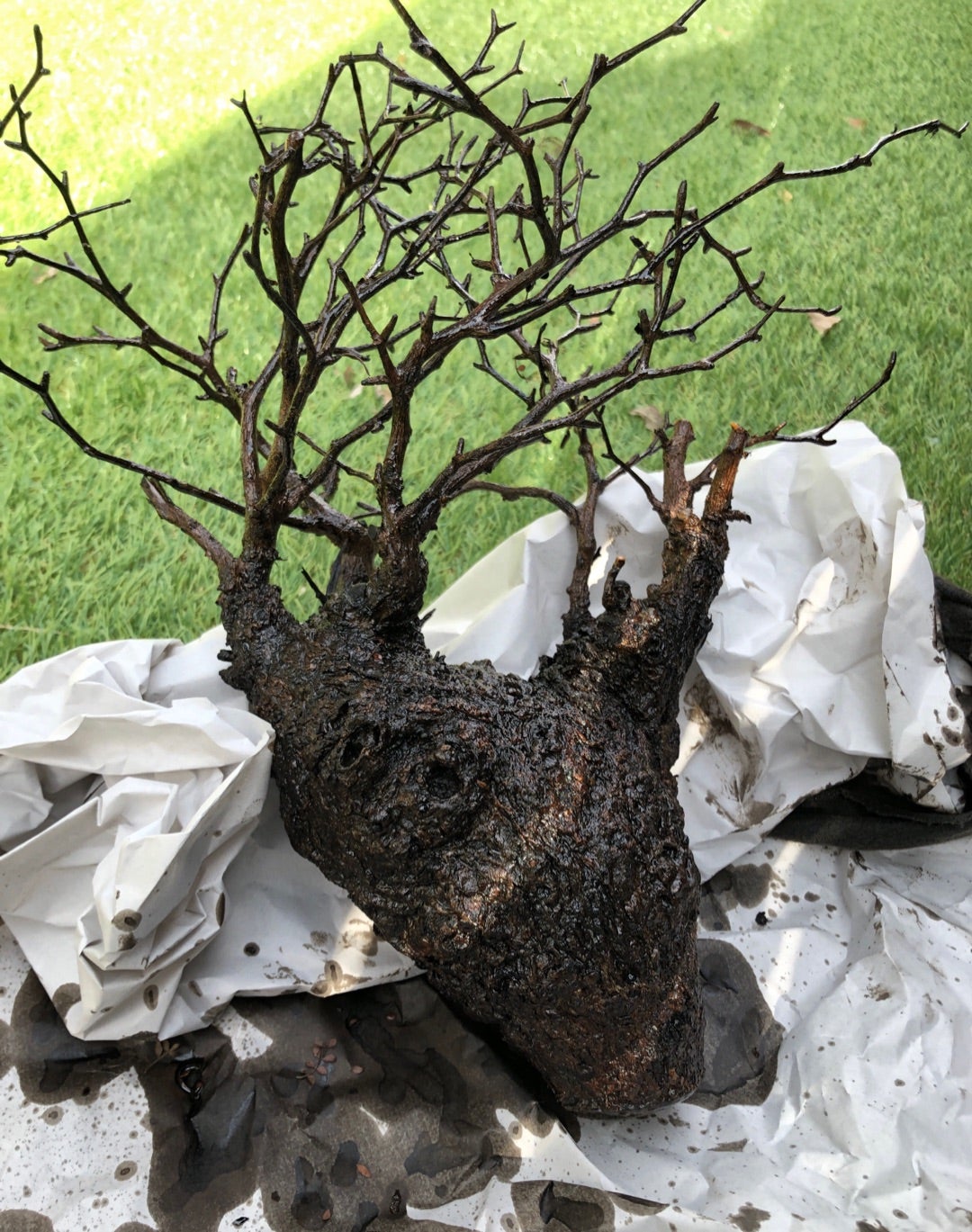 枯木パキプスオブジェ③ | Pachytycedium