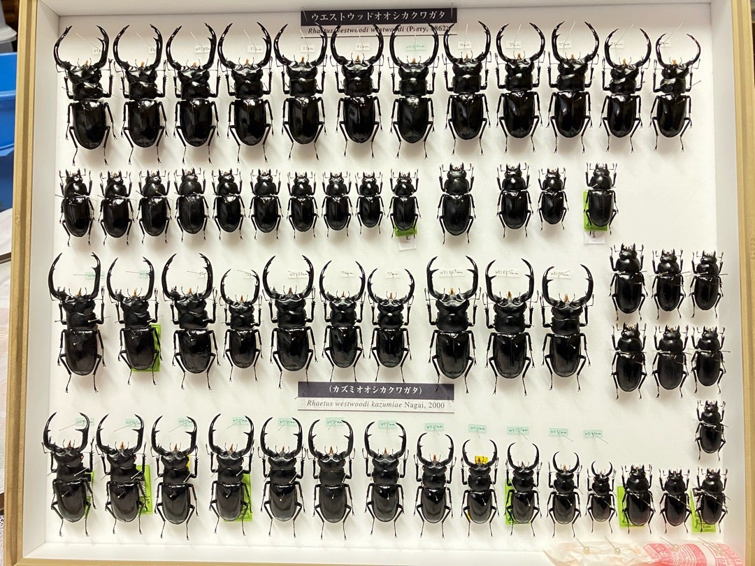 ウエストウッディ標本箱改‼️ | 【FwooD】昆虫標本専門店 ブログ