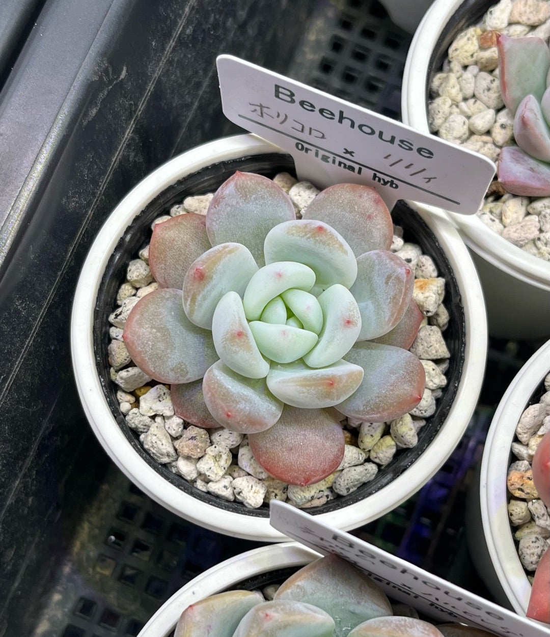 beehouseさんのハウス販売⑥ ちゃんとした 戦利品報告 | 無職