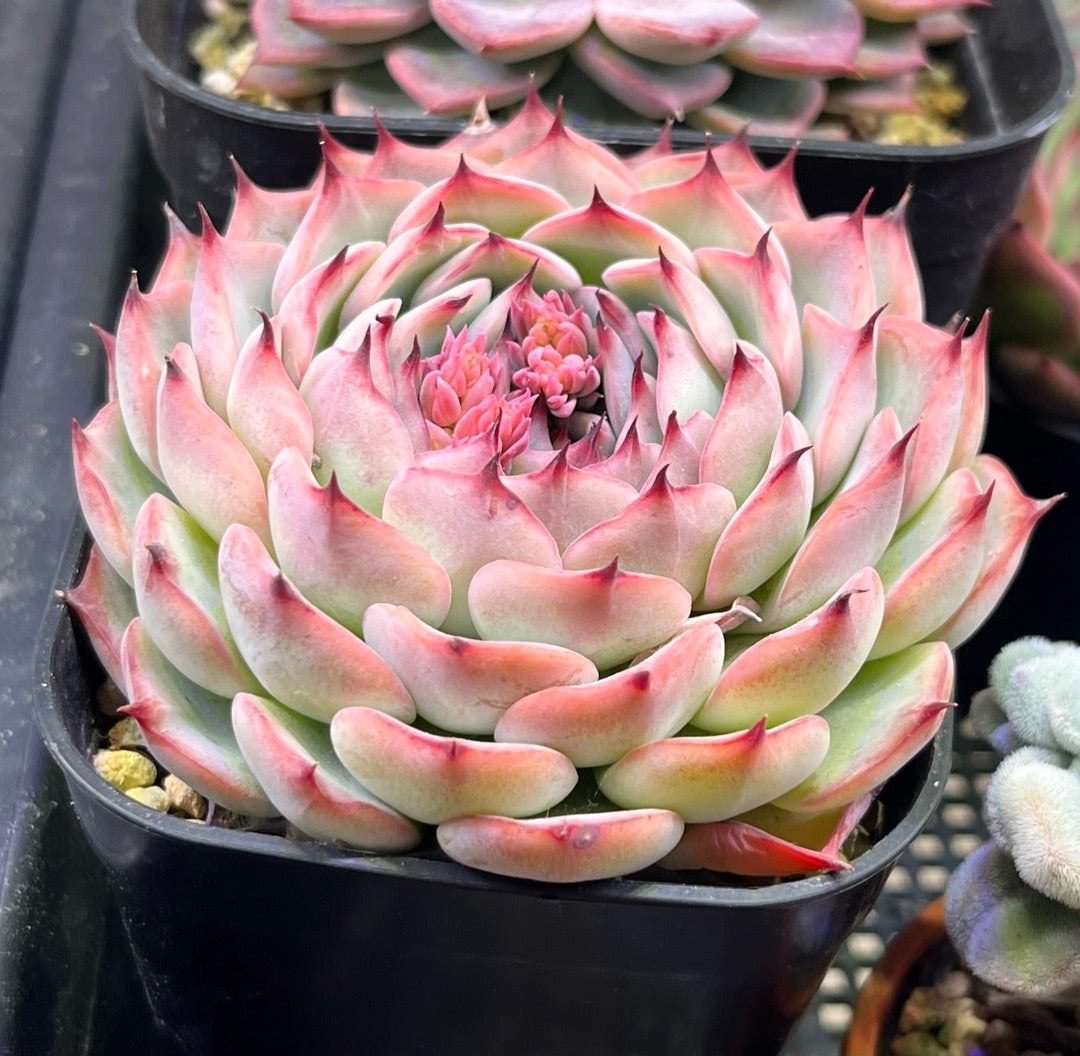 おらいさんのリンゼアナ実生 アルバ美尼xざわわ | 無職インセクトの