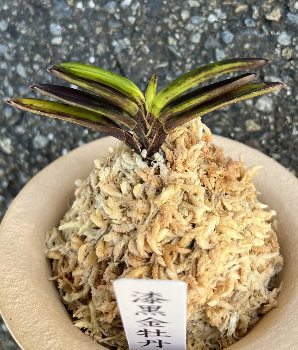 富貴蘭【漆黒金牡丹】 | 富貴蘭を楽しんでブログ