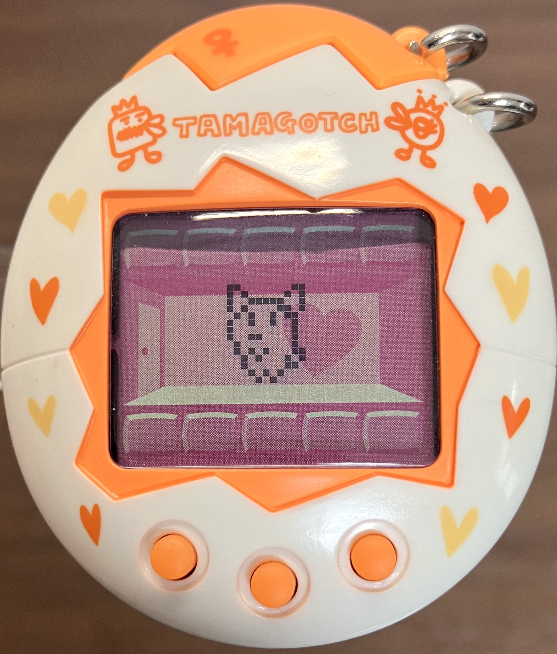 オスっちメスっち】初ブリード | たまラボ