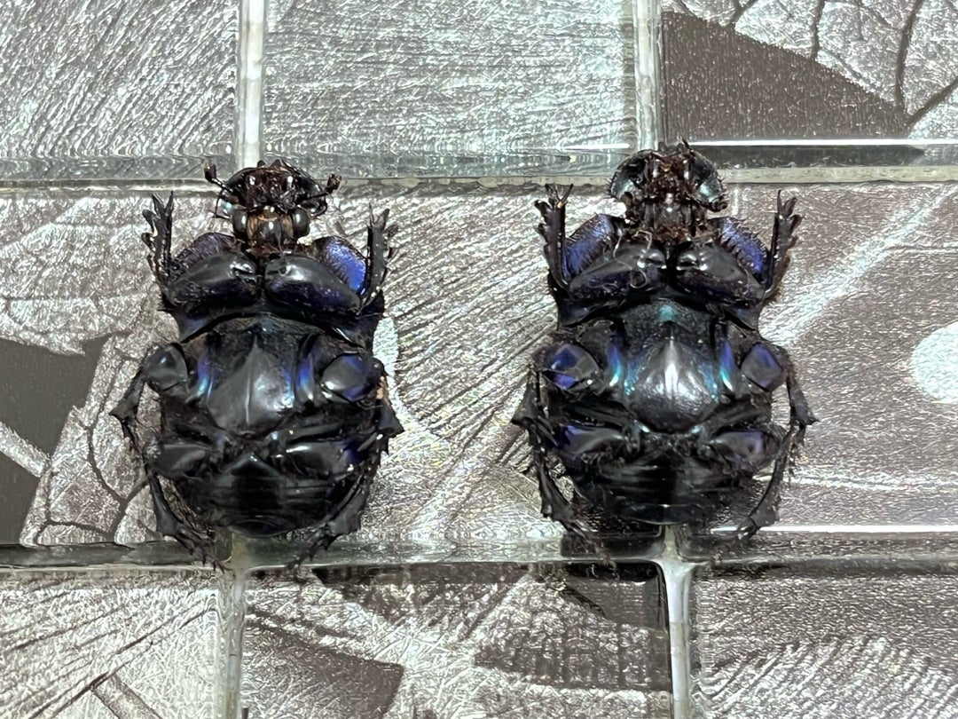 ランキフェルオオニジダイコクコガネ No.1〜2 | 愉快な海と波と恵