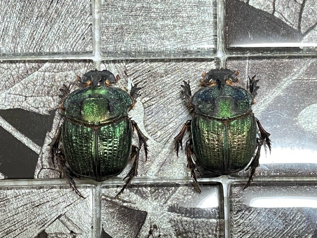 エンシフェルオオニジダイコクコガネ No.1〜2 | 愉快な海と波と恵