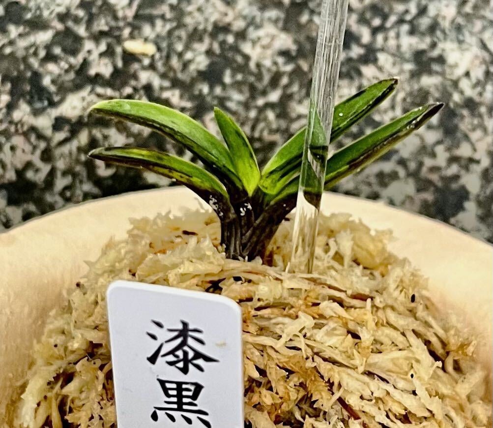 富貴蘭【漆黒牡丹】 | 富貴蘭を楽しんでブログ