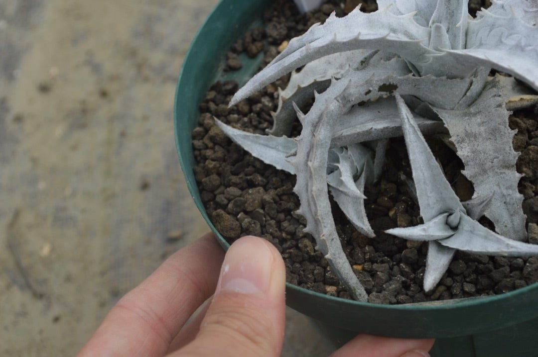 Encholirium pedicellatum(エンコリリウム ペディセラツム)成長記録⑤