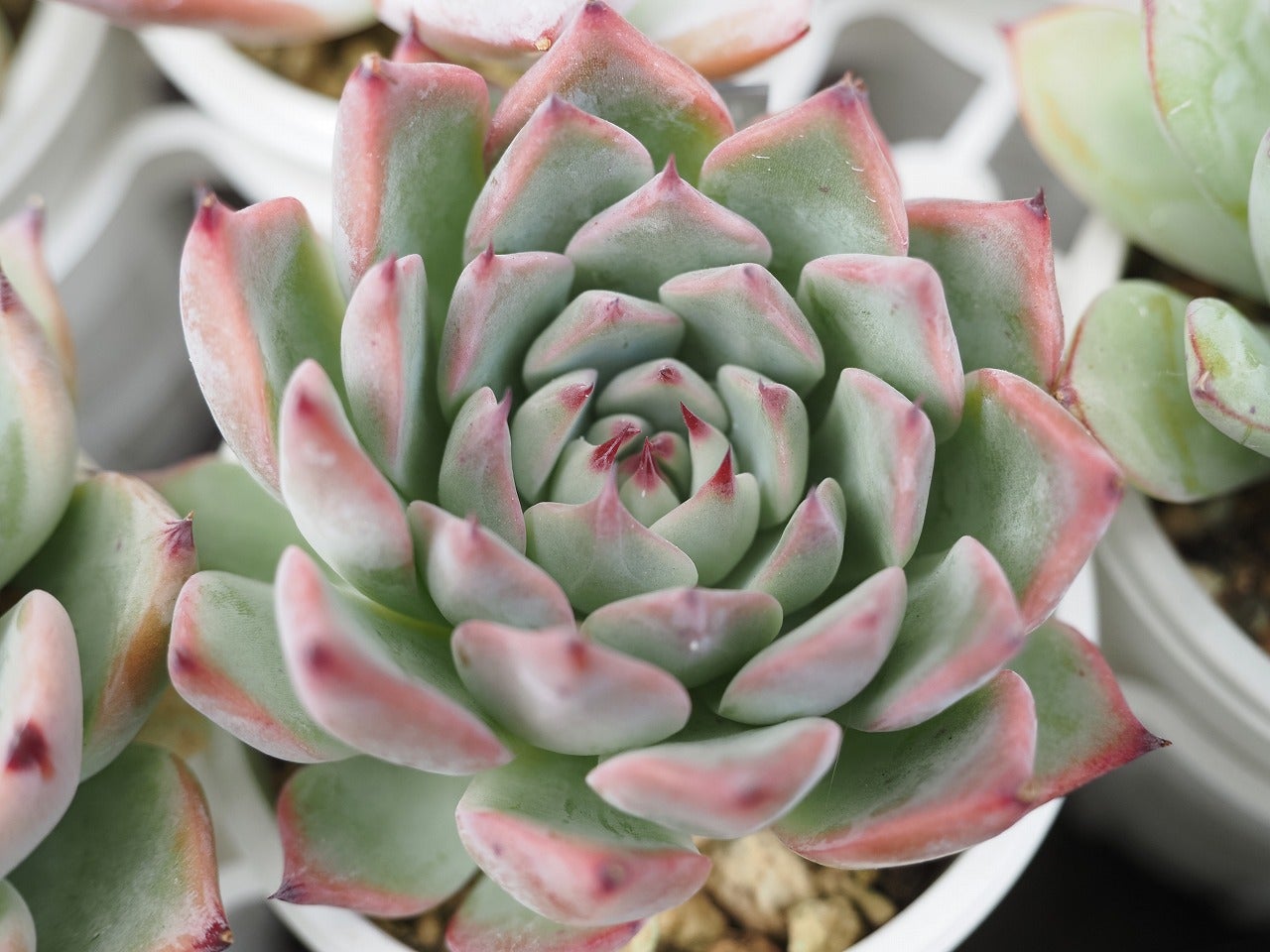 11月の多肉棚の様子とざわわそわそわ | ブログ版Olive&SucculentGarden