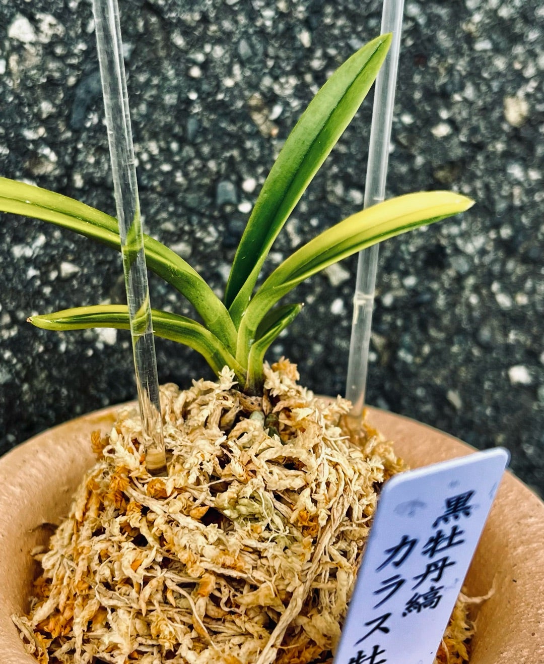 富貴蘭【黒牡丹縞】(カラス牡丹) | 富貴蘭を楽しんでブログ