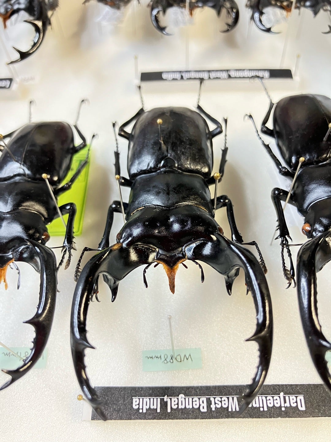 ウエストウッディだらけの標本箱‼️リニューアル完了‼️ | 【FwooD