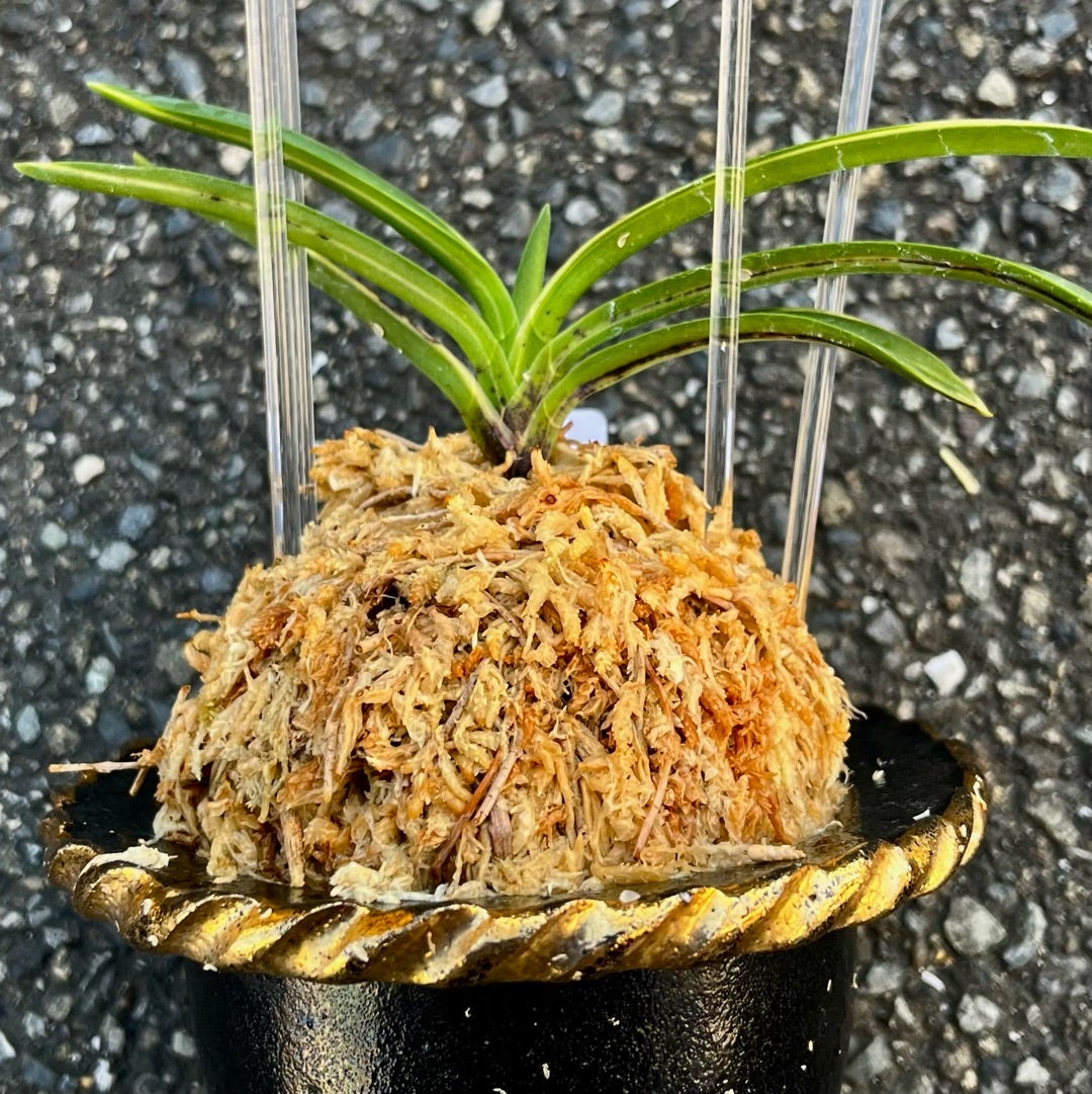 富貴蘭【新湖東】 | 富貴蘭を楽しんでブログ