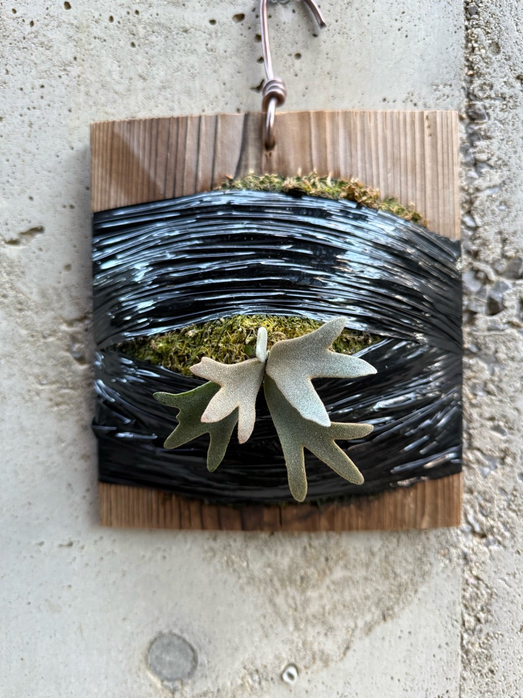 ビカクシダ ジェニー（P. willinckii Jenny TC) | calmplantsの