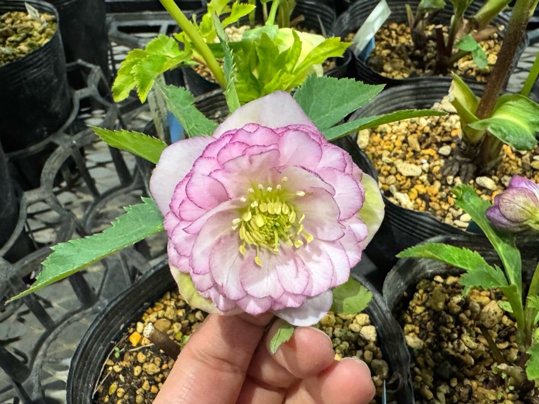 加藤農園さんへ♪＊世界展候補のクリロー達＊アンティークモーリーGET