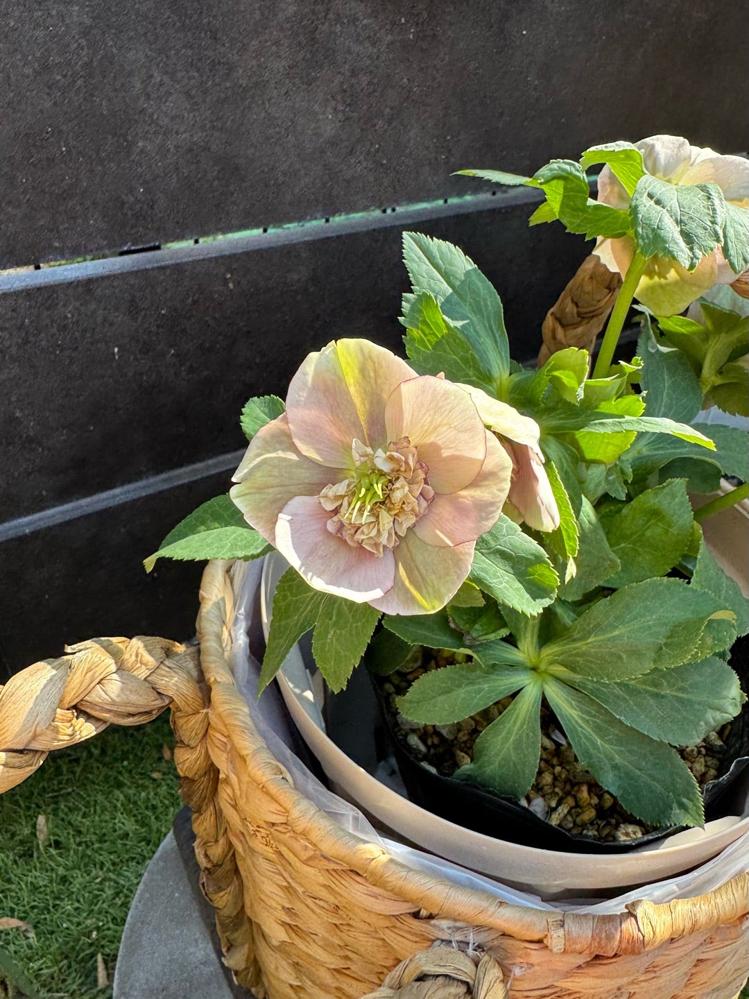 加藤農園さん購入クリロー5つご紹介♪＊アンティークモーリー＊新着