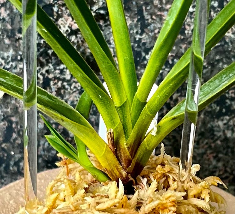 富貴蘭【長寿楽】 | 富貴蘭を楽しんでブログ