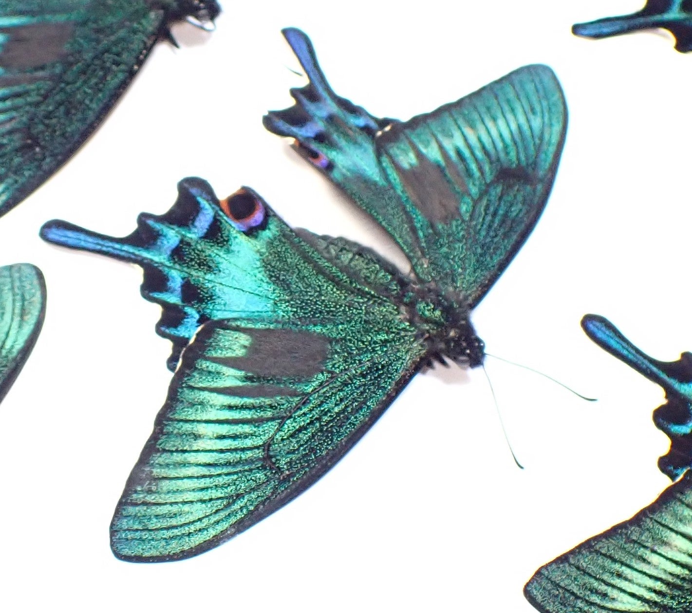 1♂、スゴいのがいたーーッッ！！秀逸の北海道ミヤマカラスアゲハ春型