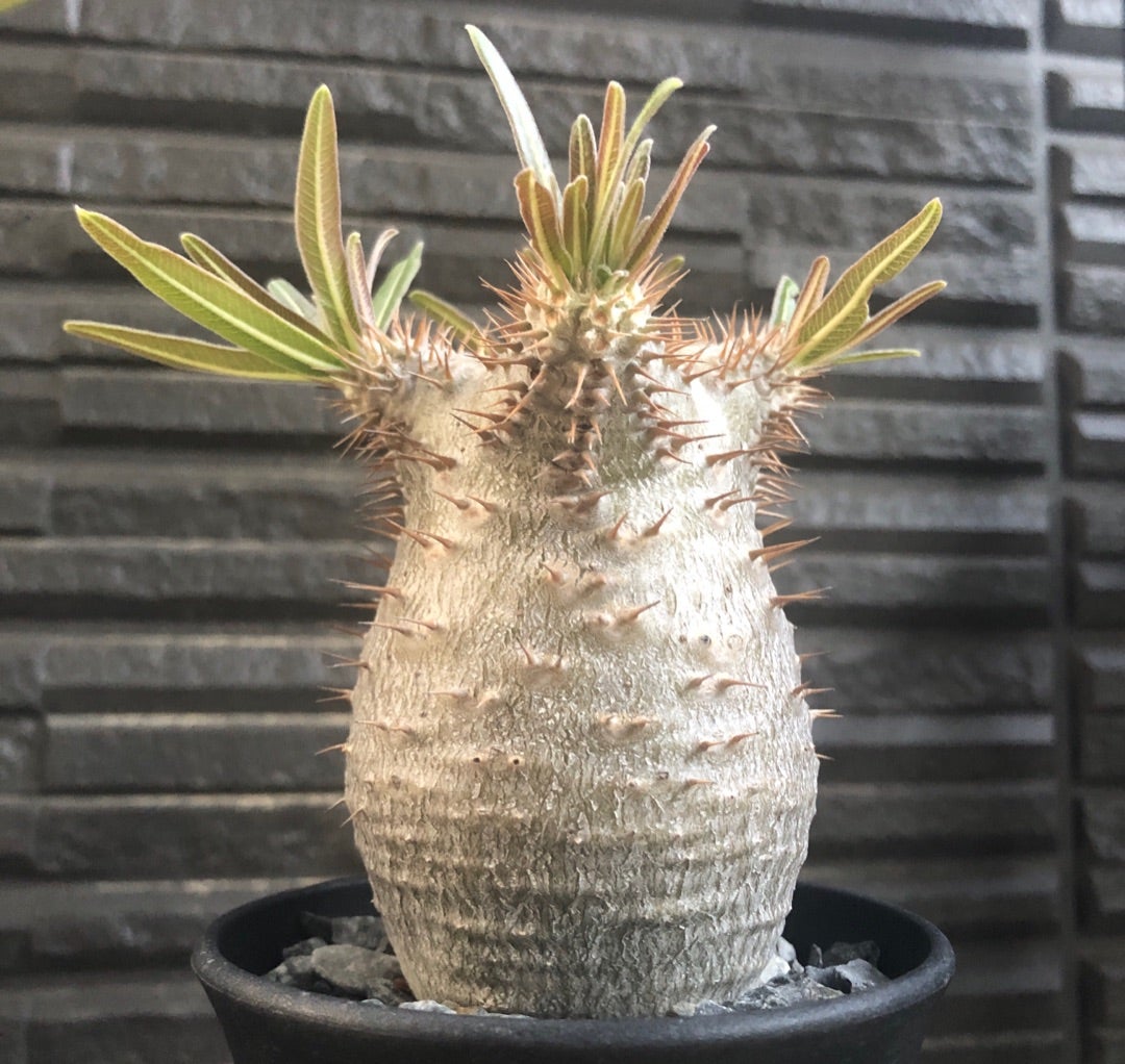 実生グラキリス① 6年間 | Pachytycedium