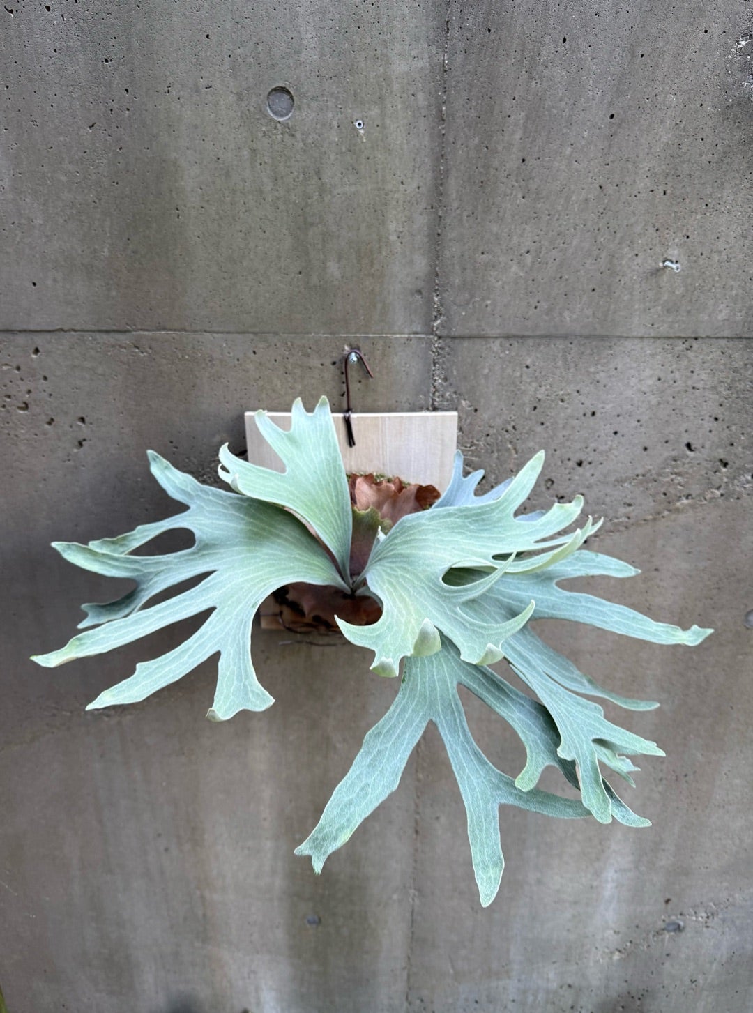 ビカクシダ P.ginka OC ギンカ 子株 ビカクシダ P.Ginka ギンカ OC