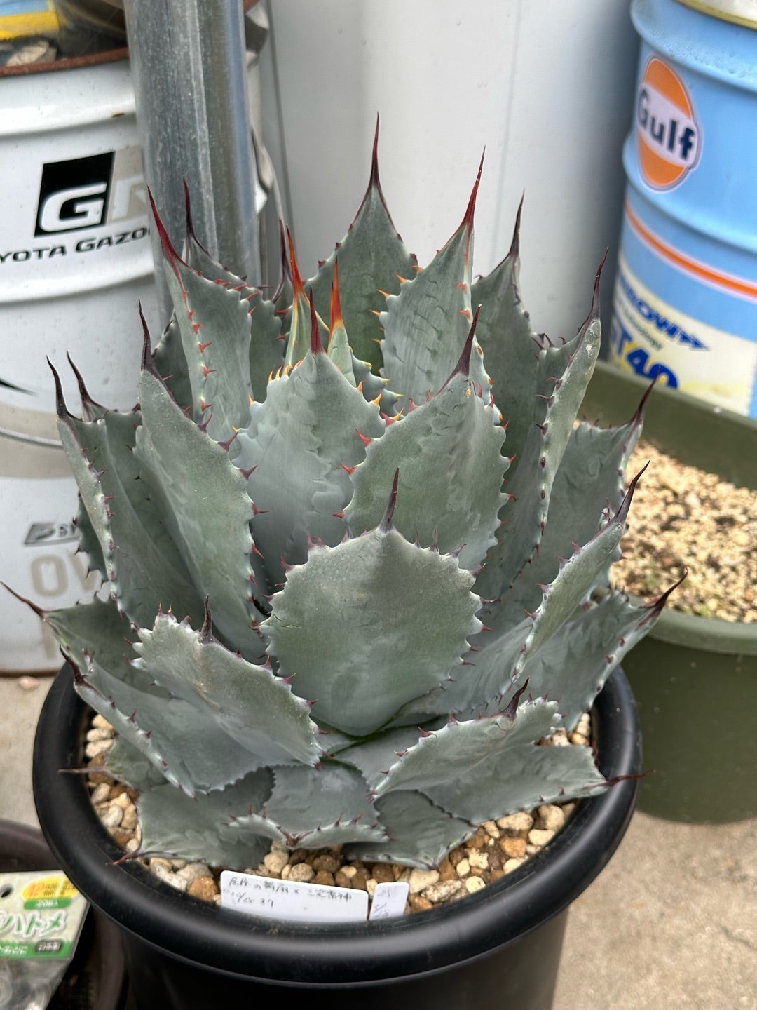 今日もアガベ植え替え | つべるふブログ 多肉生活 2021〜