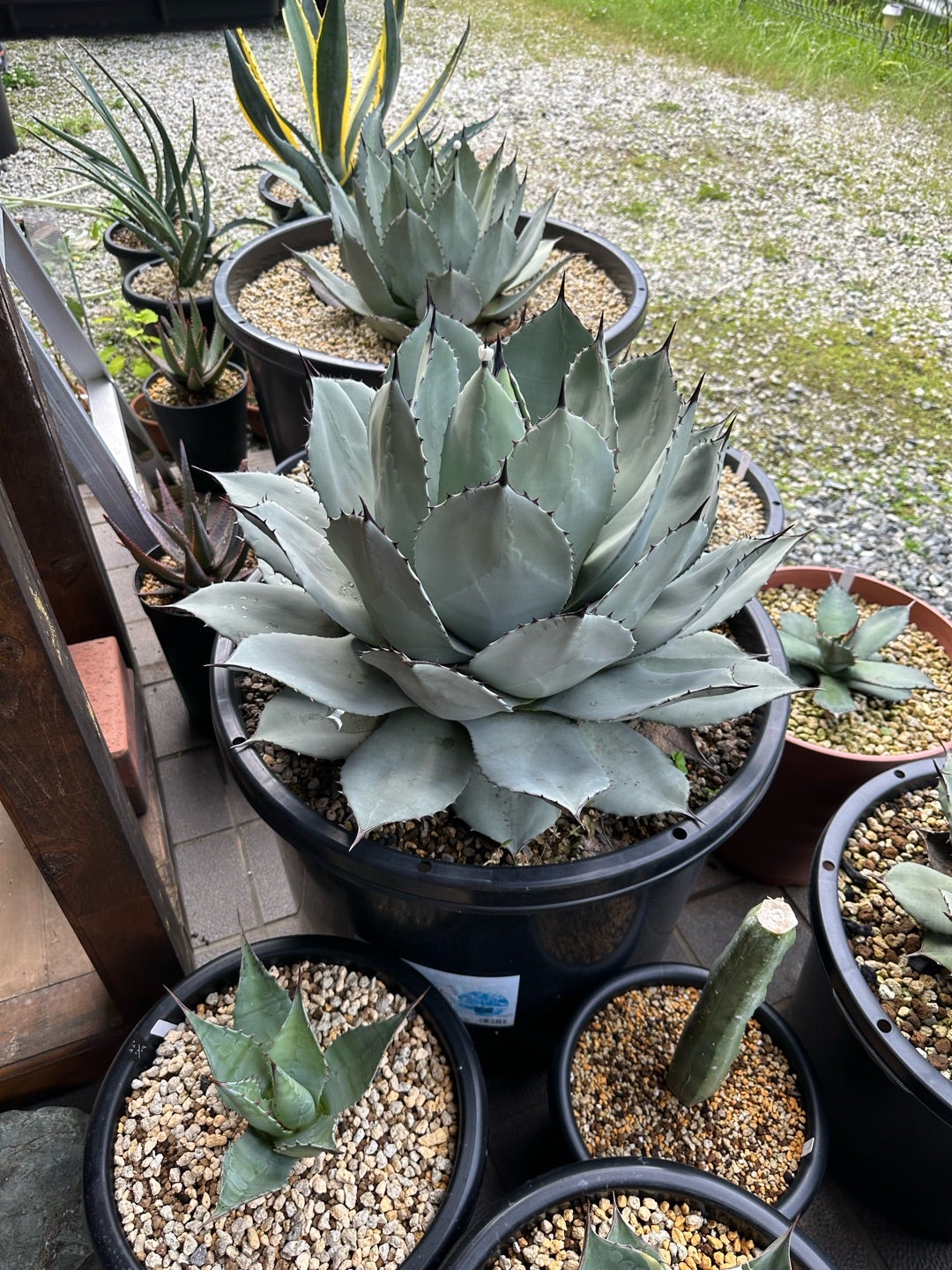 吉祥天 1年の成長を振り返る | つべるふブログ 多肉生活 2021〜