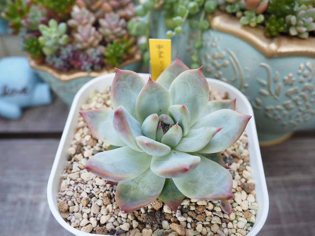 最高峰に美しい中里リンゼアナとその交配種 | ブログ版