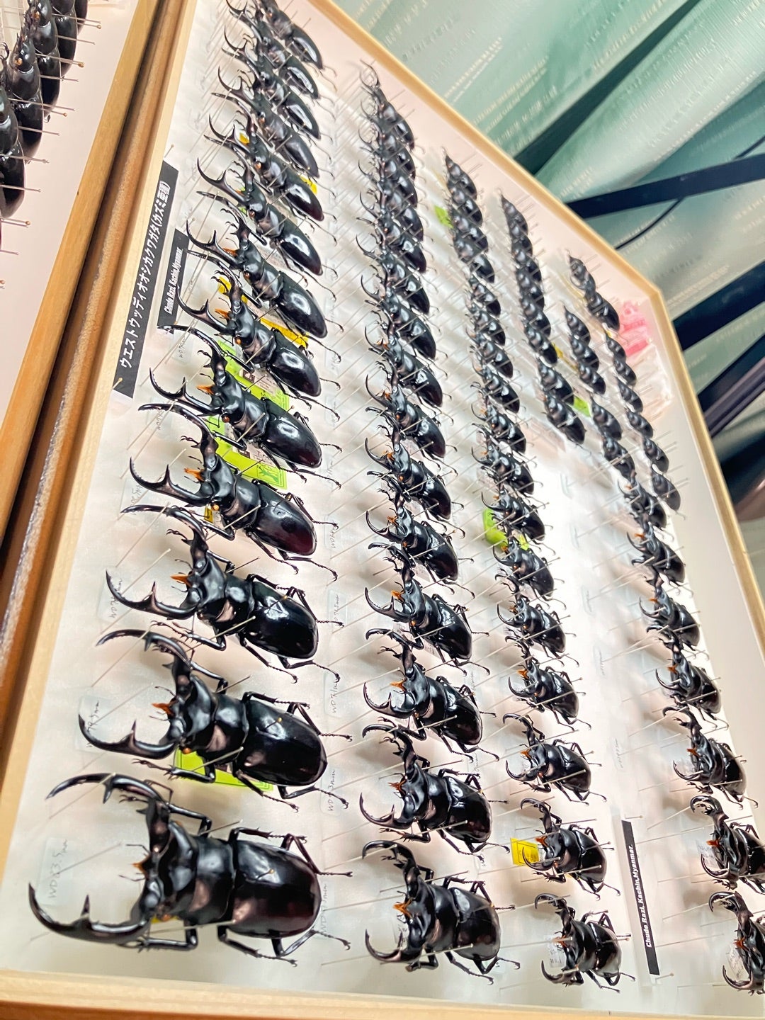 ウエストウッディ&カズミアエ標本箱完成‼️ | 【FwooD】昆虫標本専門店