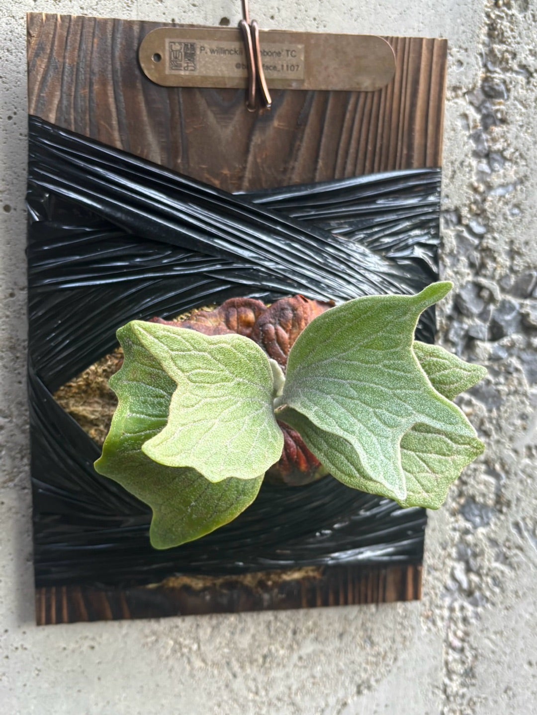 ビカクシダ フィッシュボーン （P. Fishbone TC） | calmplantsの