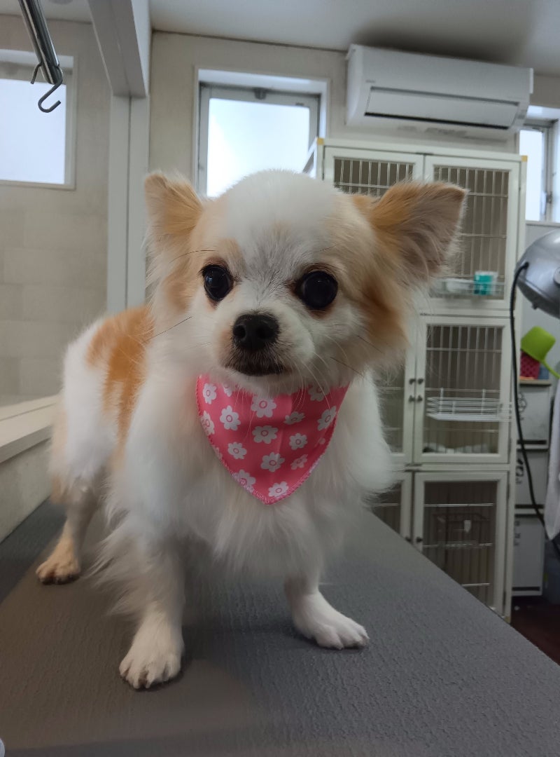 らんちゃん | DogSalon JINのブログ