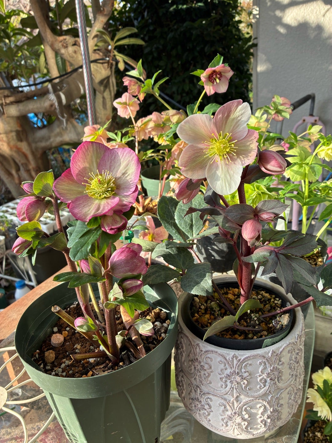 お庭からのクリスマスローズ | ねこブログ3姉妹育児♡ 11歳5歳4歳