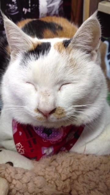 ☆メディーナ『Gothic Cult』全24曲を網羅した豪華二枚組ベスト