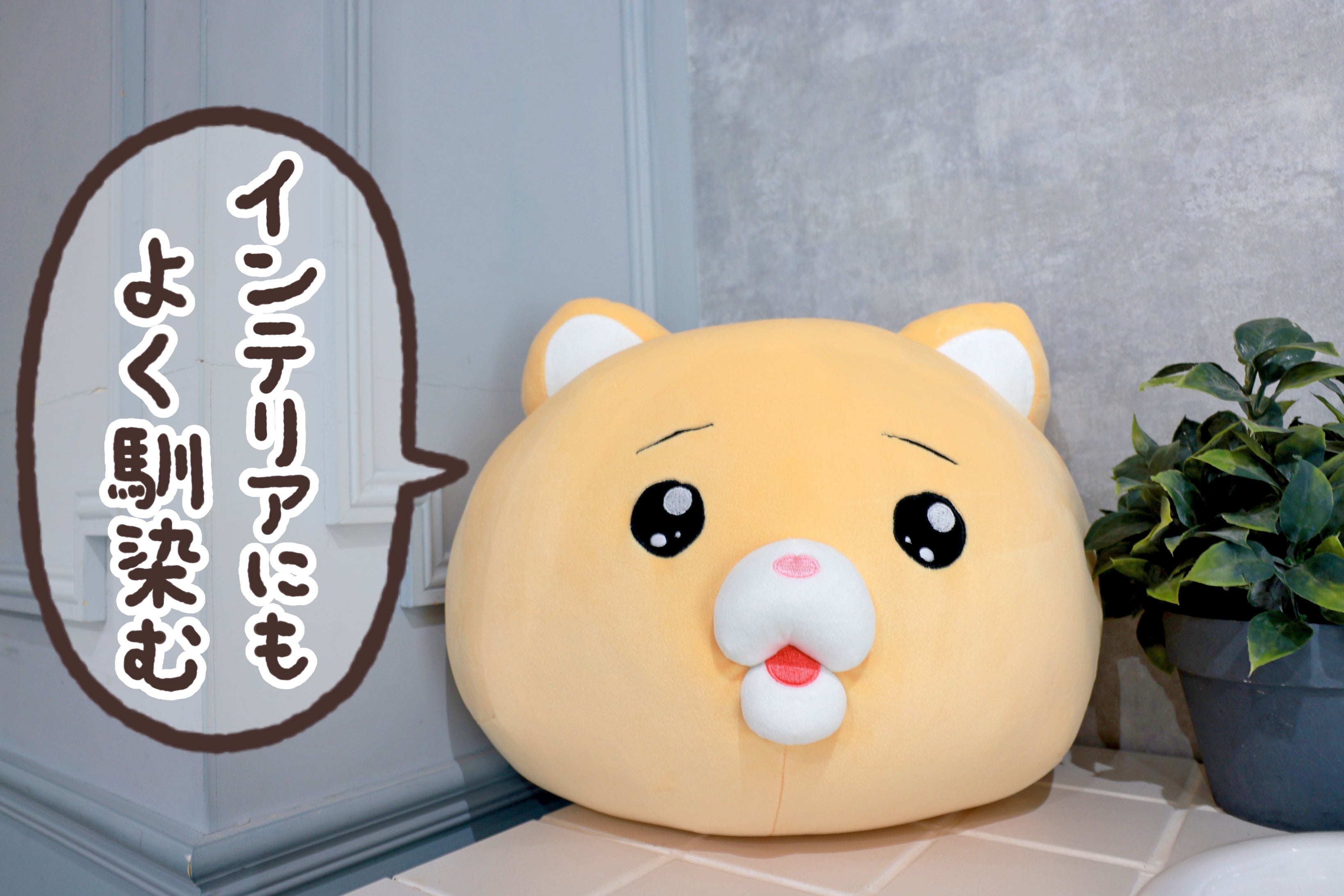 泣きむし猫のキィちゃんクッション化プロジェクト - CAMPFIRE