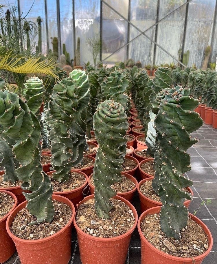 これもサボテン⁈ イタリアのサボテンで街を蘇らせたい！ - CAMPFIRE