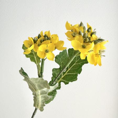 ナノハナ(菜の花)|造花 通販 - はなどんやアソシエ