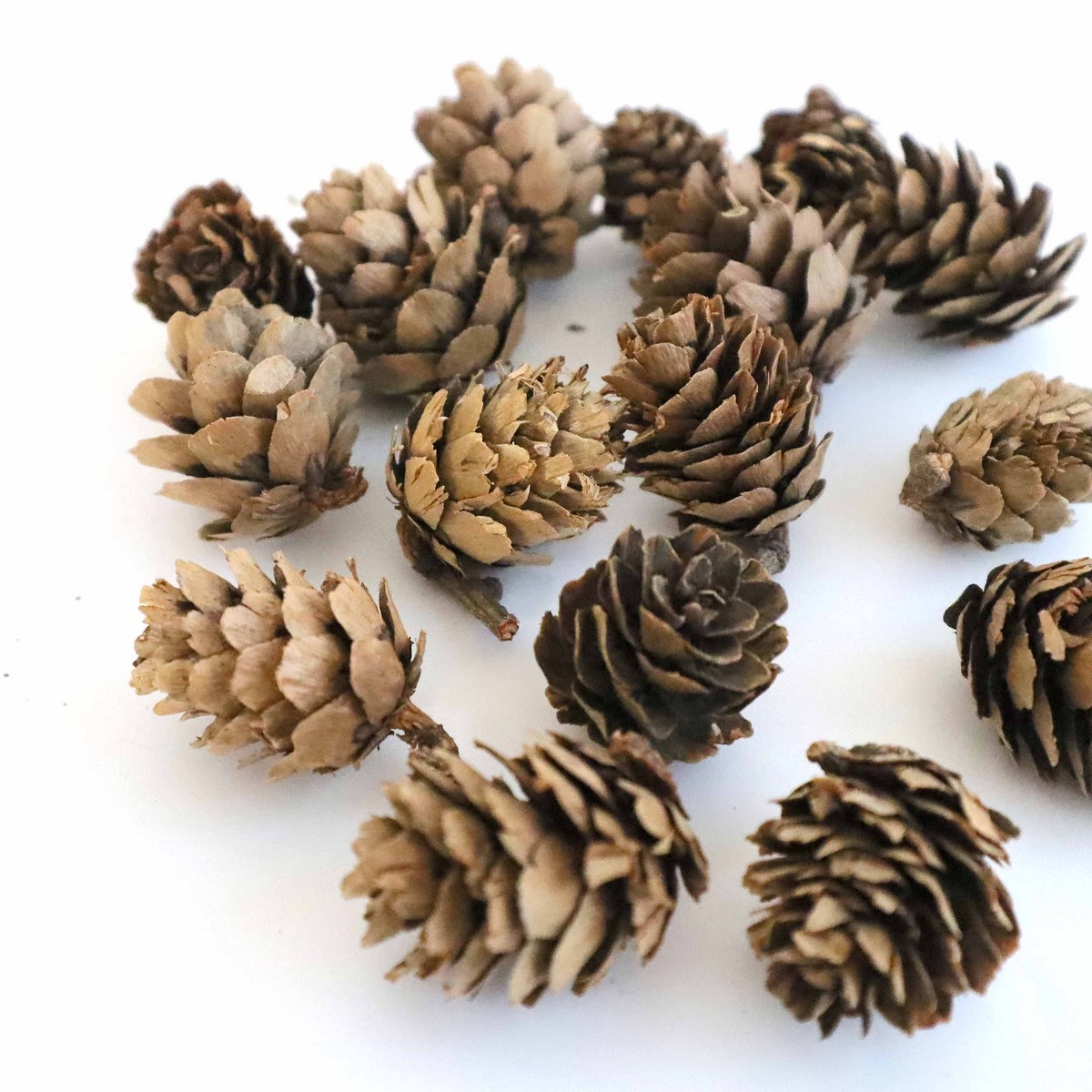 ドライ】大地農園/カラ松 90g N/24120-000 - 花材通販はなどんやアソシエ