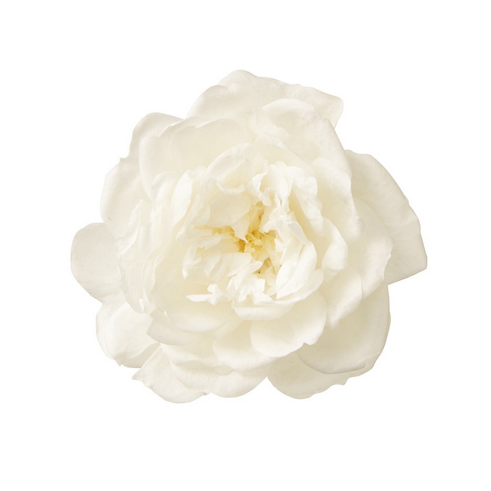 即日☆【プリザーブド】大地農園/ローズ・グリーンアイス 12輪 ピュア