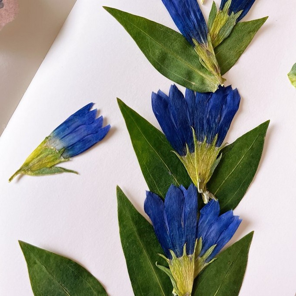 ドライ】m flowers/押し花 リンドウ 青 - 花材通販はなどんやアソシエ