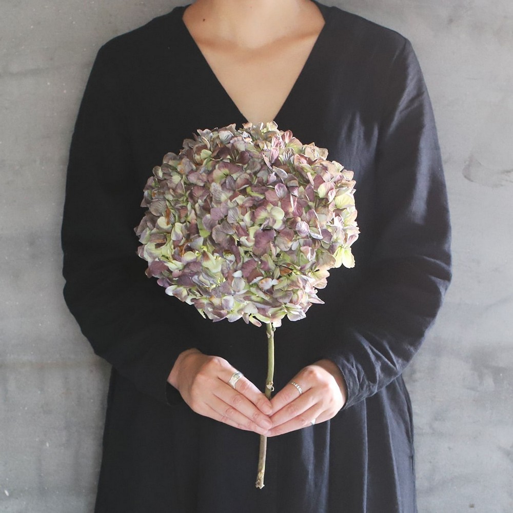 ドライ】土と風の植物園/紫陽花 アンティークグリーンレッド