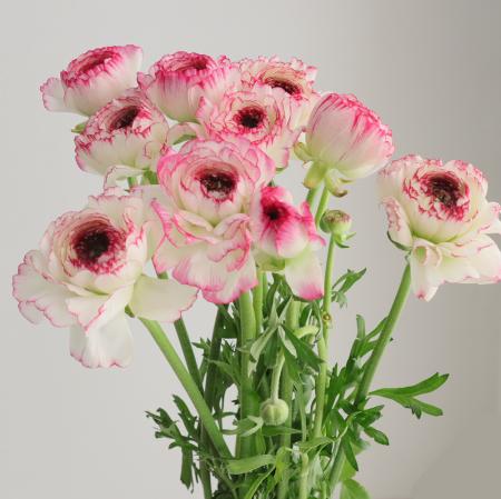 ラナンキュラス | 生花・切り花 通販 - はなどんやアソシエ