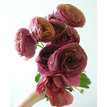 ラナンキュラス 同梱3種 25センチ位各20本[バラ 切り花 生花]1