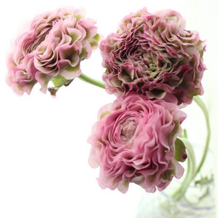 生花】ラナンキュラス ポンポンハーマイオニー(ピンク緑)【早締切-74