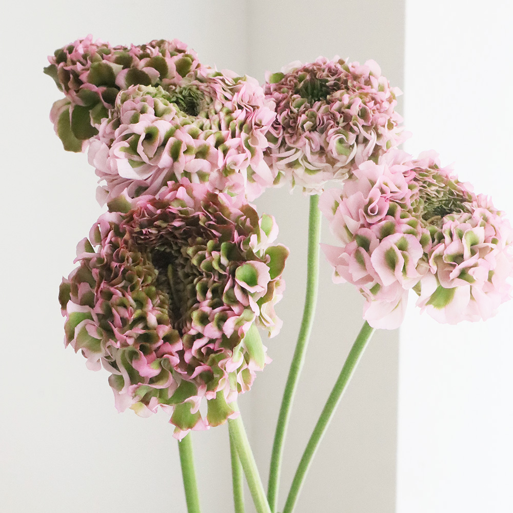 生花】ラナンキュラス ポンポンハーマイオニーまたはアリス(ピンク緑