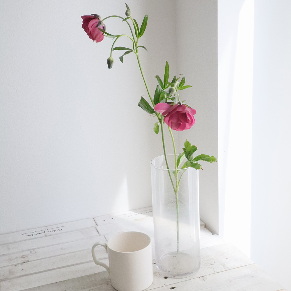 生花】ラナンキュラス ラックス ティーバ(パープル系)【OT】 - 花材