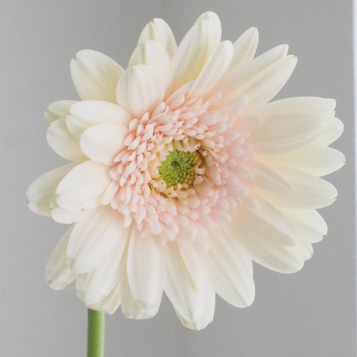 生花】【さぎやま】ガーベラ フェンディ(ごく淡ピンク/芯白)【FJ