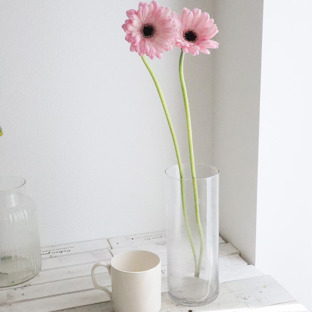 生花】【さぎやま】ガーベラ マルディーニ(淡ピンク芯黒)【FJ】 - 花材