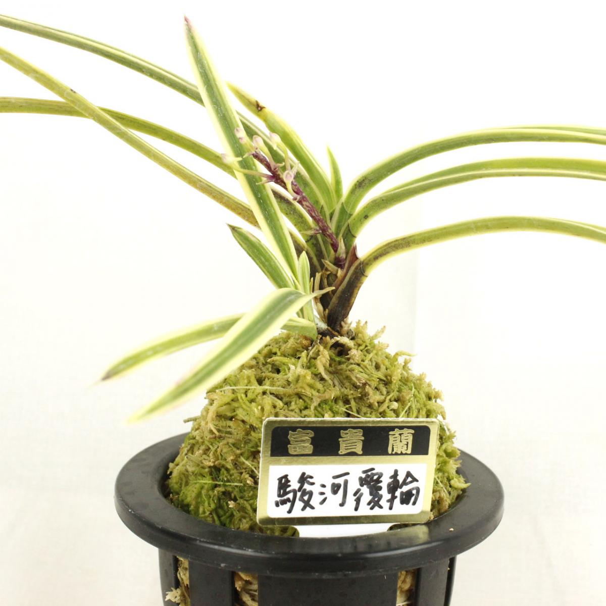 生花/即納】富貴蘭 駿河覆輪(3.5寸鉢) - 花材通販はなどんやアソシエ