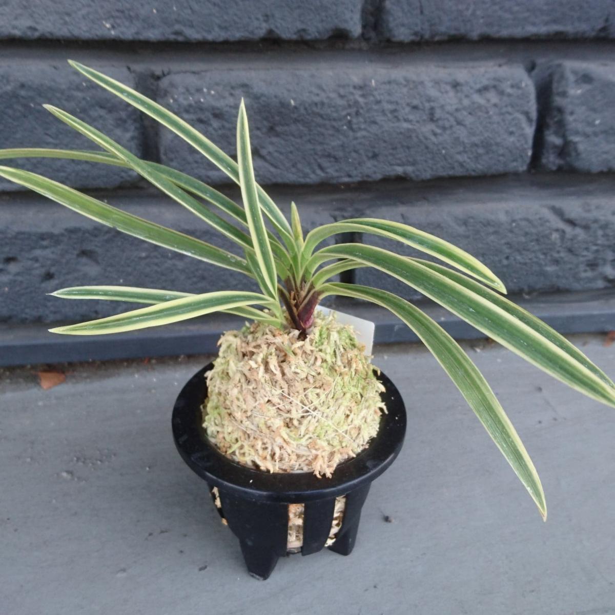 生花/即納】富貴蘭 駿河覆輪(3.5寸鉢) - 花材通販はなどんやアソシエ