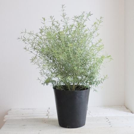 送料無料】【生花/即納】オーストラリアンローズマリーウエストリン